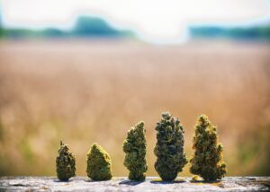 Buy hemp flowers Europe Buy hemp flowers Europe