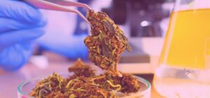 How to buy cbd buds uk